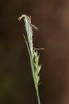 Radford's sedge